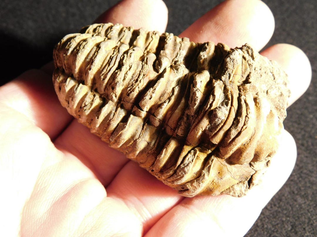 三葉虫　化石　フレキシカリメネ　USA　１８mm 巨大！4億6000万年前！フレキシカリメネ三葉虫化石（モロッコ産、76.8
