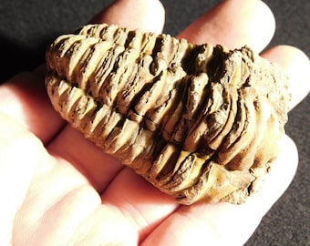 巨大！4億6000万年前！フレキシカリメネ三葉虫化石（モロッコ産、76.8