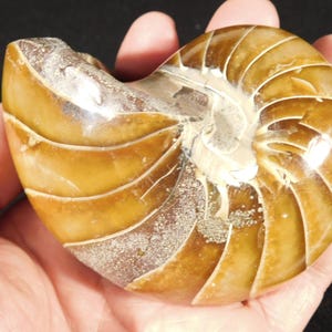 Big Very Rare! 100% Natural Polished Cretaceous Era NAUTILUS Fossil 407gr