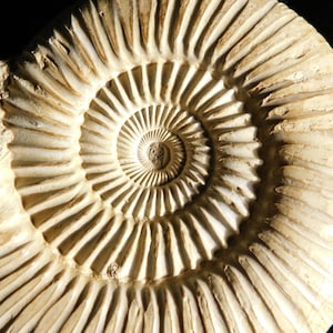 May include: A fossilized ammonite specimen featuring a distinct, cream-colored spiral shell with intricate, radiating ridges that extend from the center outward. The surface displays a natural, textured pattern with deep grooves between each rib.