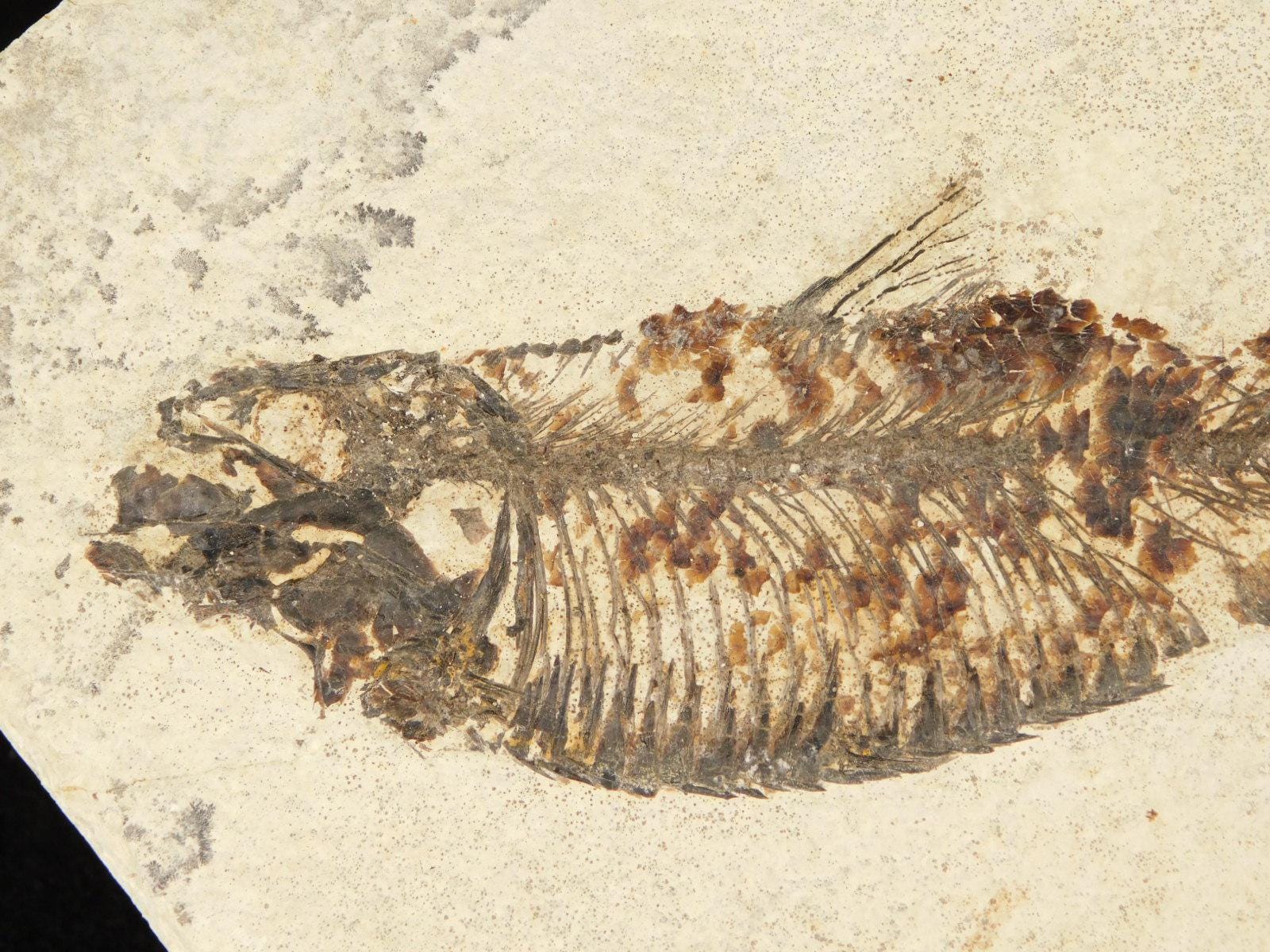 ヴィンテージ アメリカ 魚の化石 標本 ケース入り 化石魚類 古代魚