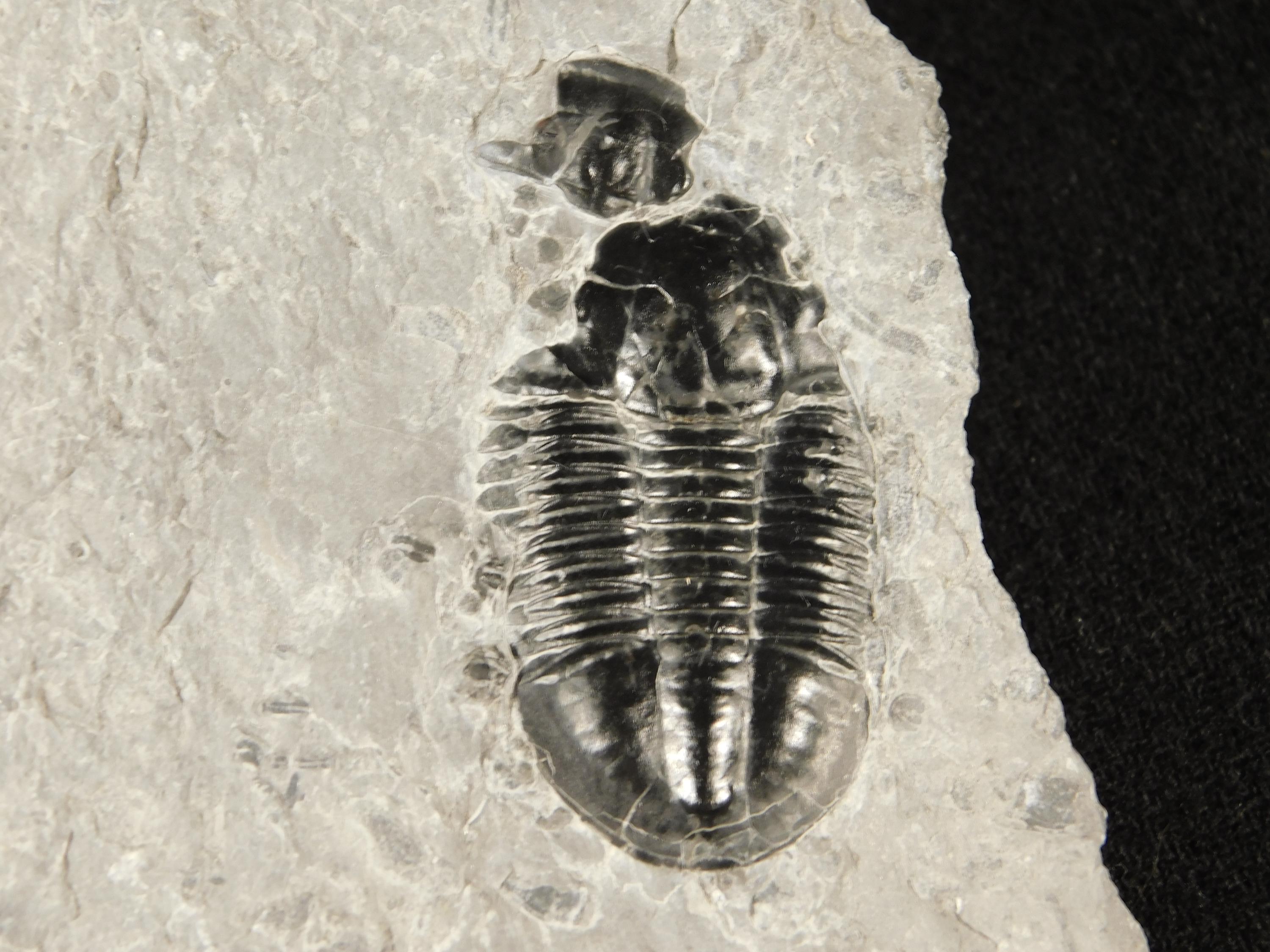 5億100万年前のアサフィスクス三葉虫化石 100%天然 ユタ州産 543g *A