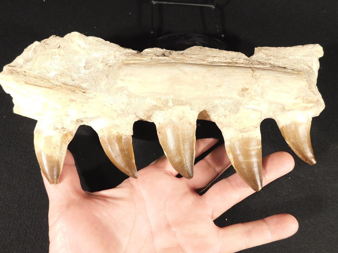 特大】モロッコ産モササウルスの歯の化石 5.5×3cm モササウルス 化石