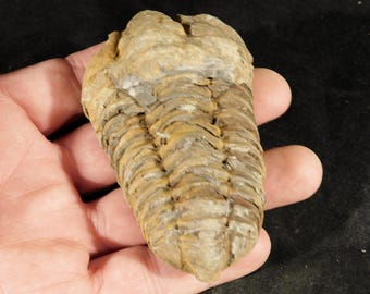 巨大！5億3000万年前のアンダルシアナ三葉虫化石！モロッコ・アニフ産