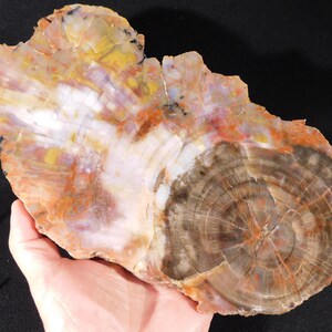 May include: A large, irregularly shaped piece of petrified wood. The wood displays concentric rings in shades of brown, white, yellow, and orange. The surface has a polished appearance, highlighting the natural patterns and colors.