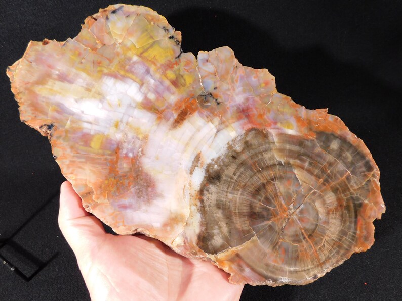 May include: A large, irregularly shaped piece of petrified wood. The wood displays concentric rings in shades of brown, white, yellow, and orange. The surface has a polished appearance, highlighting the natural patterns and colors.