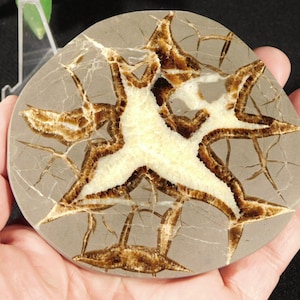 Polished SEPTARIAN Nodule Slab With a Lightning Like Pattern! From Utah 201gr