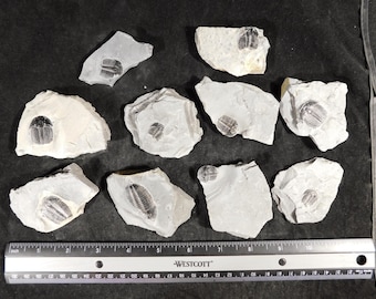 アノマロカリスの噛み跡が残る三葉虫の化石！カンブリア紀ユタ州産