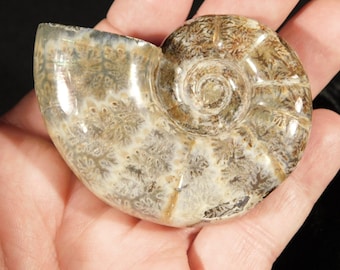アンモナイトの化石（研磨済み、縫合線あり）1 1/2インチ以上 lih52