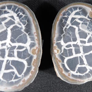 May include: Two oval-shaped, translucent stones with a network of white veins and a brown border. The stones have a cracked, web-like pattern, and are set against a dark background. The overall effect is of natural, organic forms.