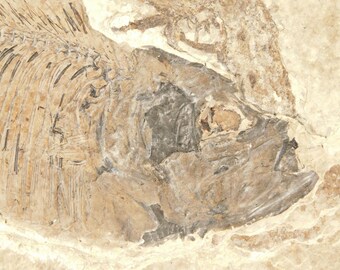 大きなディプロミストゥス魚の化石と非常に珍しい水生植物の化石