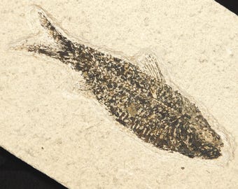 ビッグ！100%天然ディプロミスタス魚化石（両面にマトリックス付き