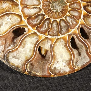 ¡Grande! Fósil de amonites Cleoniceras AAA pulido, 100% natural de Madagascar, 178 g. imagen 6