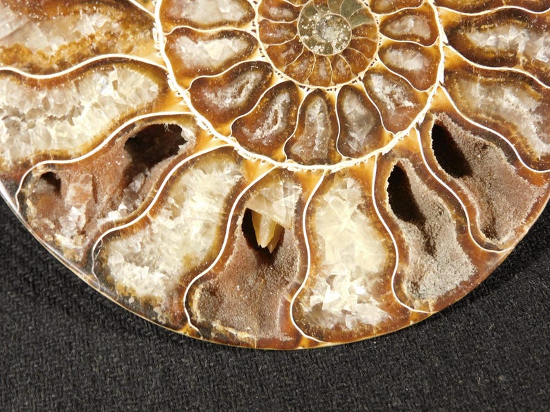 ¡Grande! Fósil de amonites Cleoniceras AAA pulido, 100% natural de Madagascar, 178 g. imagen 6