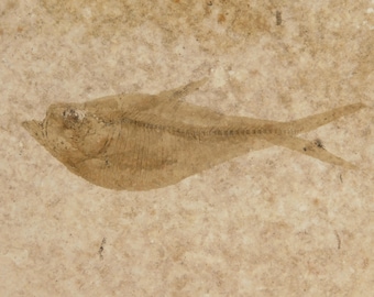 長い！100%天然、5000万年前のミオプロス魚化石、ワイオミング州産