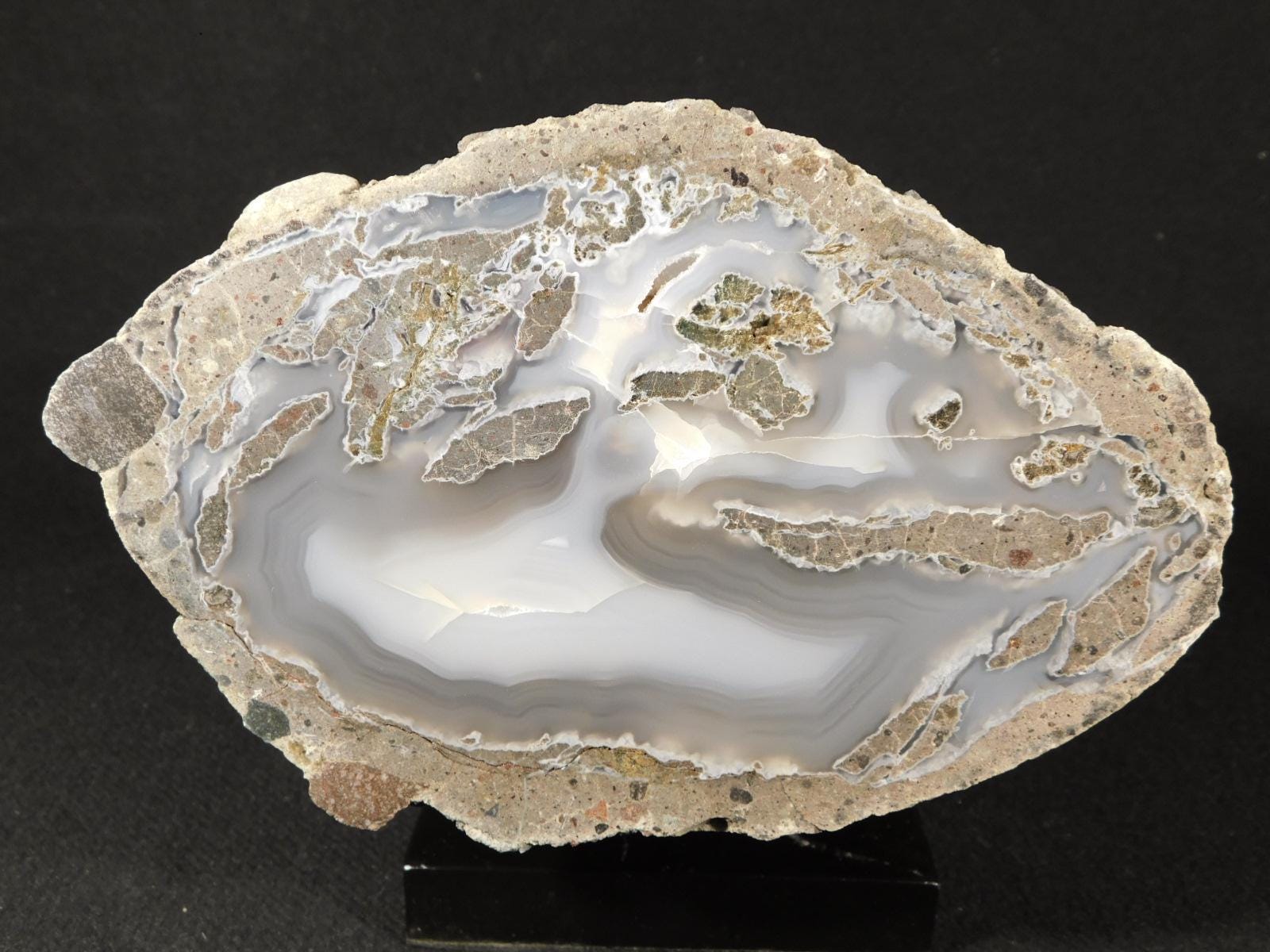 BIG! Highly Agatized Polished Wiggins Fork Petrified WOOD Fossil