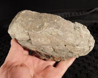 Larger! DINOSAUR LEG Bone Fossil From Jurassic Utah! 100% Natural 1205gr