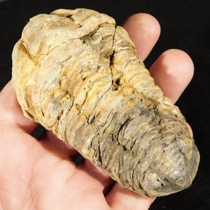 Puede incluir: Un trilobites fosilizado, un tipo de artrópodo marino extinto, de color marrón y gris. El fósil está enroscado en forma de bola, mostrando intrincados detalles de su cuerpo segmentado.