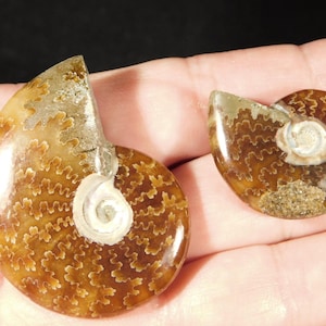TWO Highly Polished! Sutured AMMONITE Fossils Mahajanga Madagascar 4.08