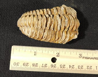 巨大！4億6000万年前！フレキシカリメネ三葉虫化石（モロッコ産、76.8
