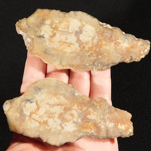 DOS COPROLITOS DE DINOSAURIO DE 200 MILLONES DE AÑOS DE ANTIGUEDAD, fósiles o placas de excrementos de dinosaurio, Utah, 118 g