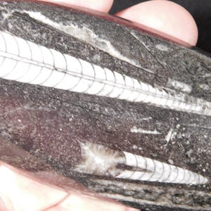 Puede incluir: Un fósil gris oscuro con patrones espirales blancos. El fósil, de forma ovalada, parece ser una forma de vida marina antigua. Los patrones blancos son detallados y destacan sobre el fondo oscuro.