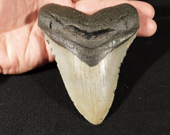 GIANT! Museum MEGALODON SHARK Tooth Fossil 100% Natural South Carolina 226gr