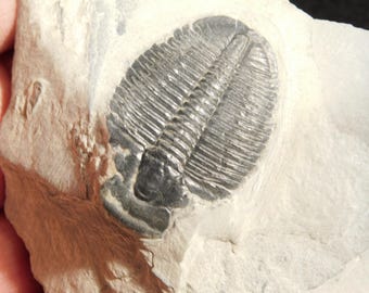 アノマロカリスの噛み跡が残る三葉虫の化石！カンブリア紀ユタ州産
