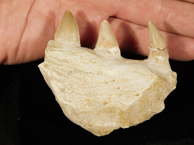 Triangular Fossils Mosasaurus BONE Fossil With THREE TOOTH Fossils 100 Million Years Old ...