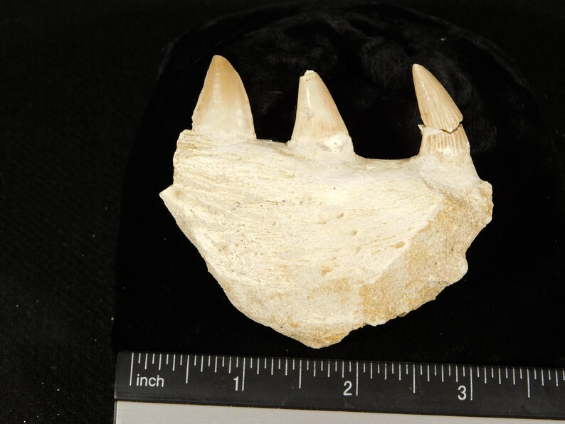 Mosasaurus BONE Fossil With THREE TOOTH Fossils 100 Million Years Old ...