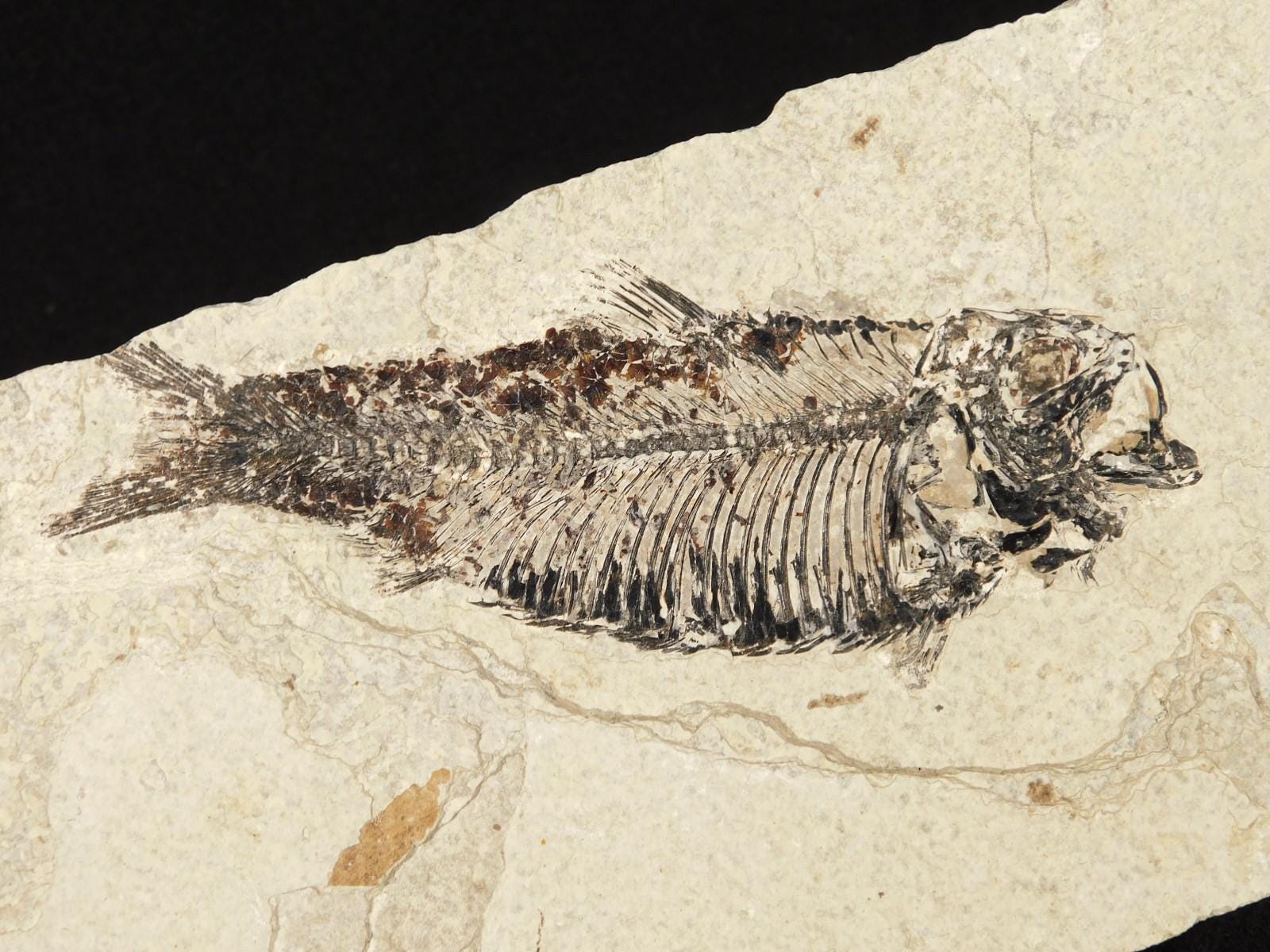 X線骨！ワイオミング州産5000万年前のナイティア魚の化石 536グラム