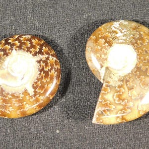 TWO Small Highly Polished! Sutured AMMONITE Fossils Mahajanga Madagascar 7.42