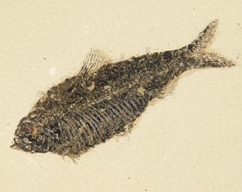 長い！100%天然、5000万年前のミオプロス魚化石、ワイオミング州産