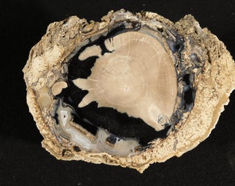May include: A polished slice of petrified wood featuring a central light beige core with visible growth rings, surrounded by a dark black band and an outer layer of textured, tan-colored mineralized bark with intricate, wavy gray and white patterns.