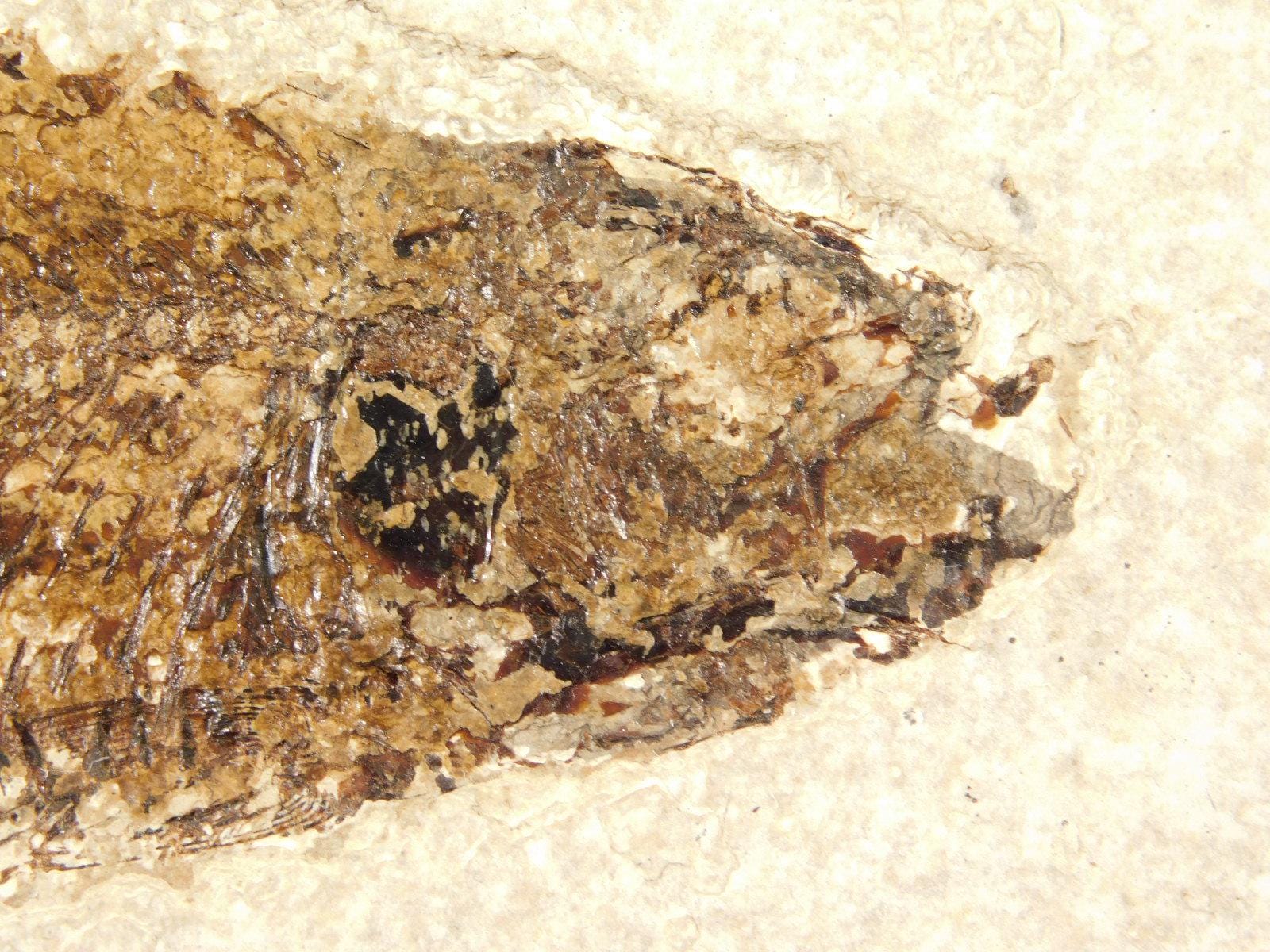 長い！5000万年前のナイティア魚の化石、ワイオミング州フォッシル