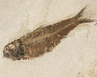 ビッグ！100%天然ディプロミスタス魚化石（両面にマトリックス付き