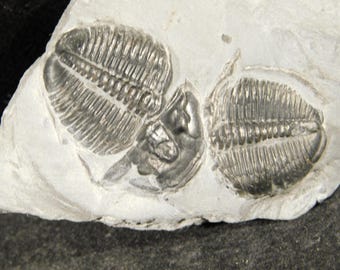 5億900万年前！カンブリア紀ユタ州産エルラシア三葉虫化石 144グラム