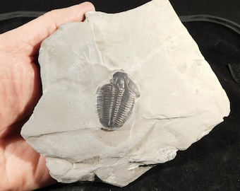 米国ユタ州産 三葉虫の化石 大型 三葉虫 化石 大きい ユタ アメリカ