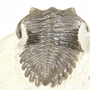 Puede incluir: Un trilobites fosilizado, que muestra un exoesqueleto segmentado y detallado. El fósil gris oscuro se encuentra sobre una matriz beige claro, resaltando los intrincados patrones y texturas del antiguo artrópodo marino. El fósil está bien conservado, con crestas y segmentos visibles.