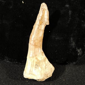 Big! 120 Million YEAR Old Dinosaur Era SAWFISH Tooth Fossil Morocco 17.38gr