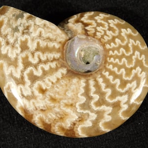 Highly Polished! Sutured AMMONITE Fossil From Mahajanga Madagascar 1.87