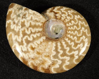 研磨されたアンモナイトの化石、本物のコレクター向け、認定済み