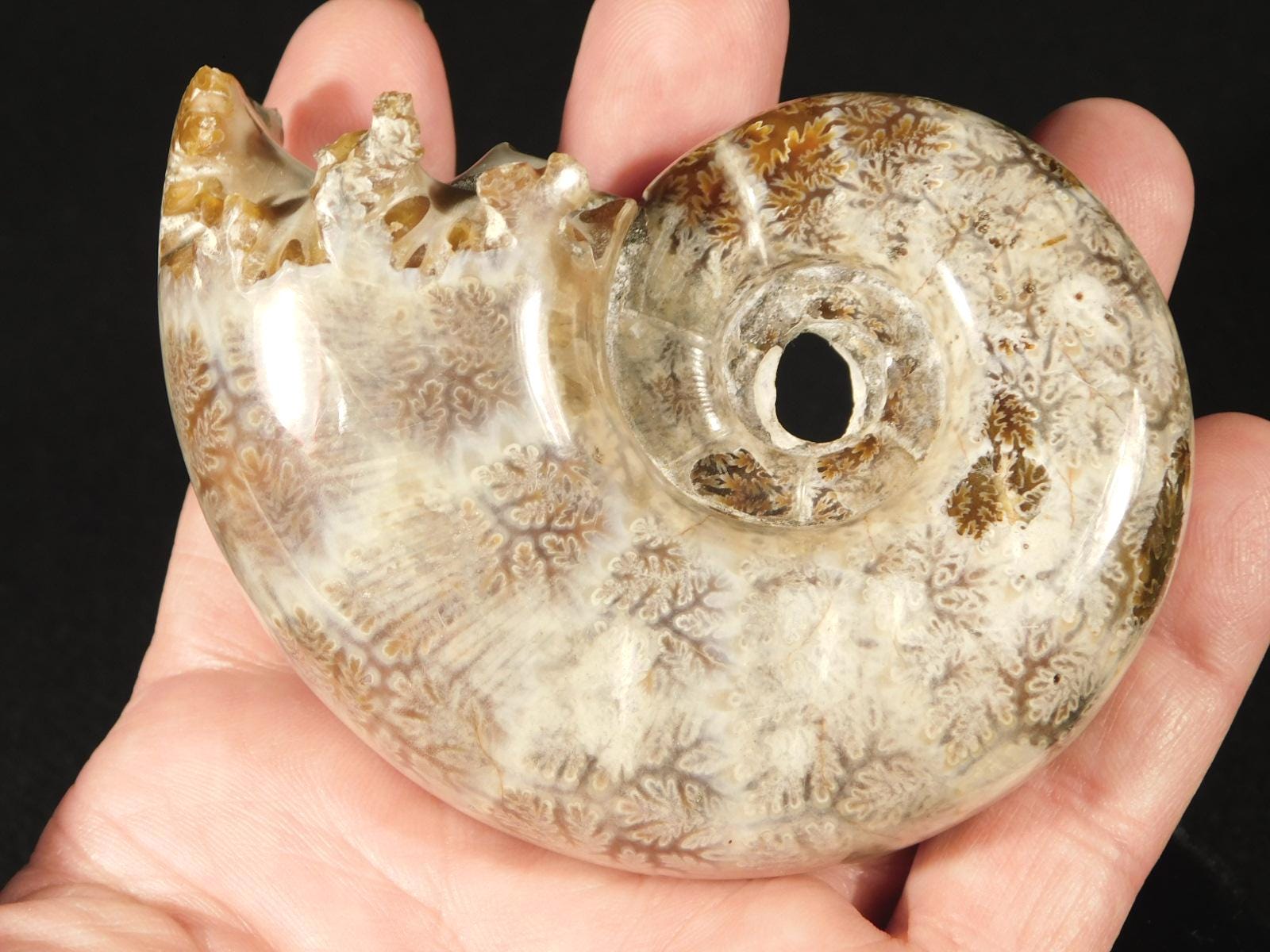わぁ、大きい！研磨済みアンモナイト化石（台座付き）マダガスカル産