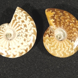 TWO Highly Polished! Sutured AMMONITE Fossils Mahajanga Madagascar 1.47