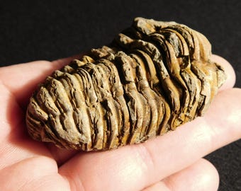 巨大！4億6000万年前！フレキシカリメネ三葉虫化石（モロッコ産、76.8