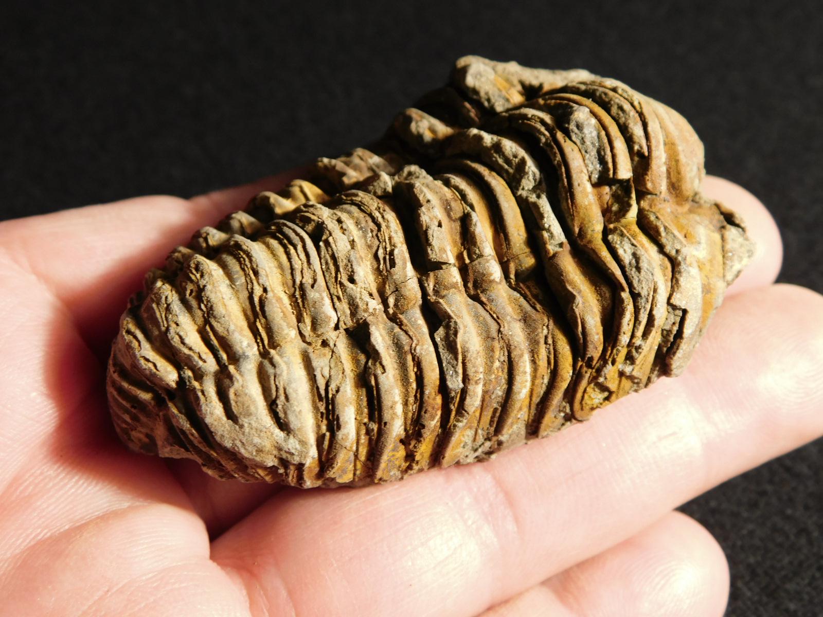 巨大！4億6000万年前！フレキシカリメネ三葉虫化石（モロッコ産、76.8