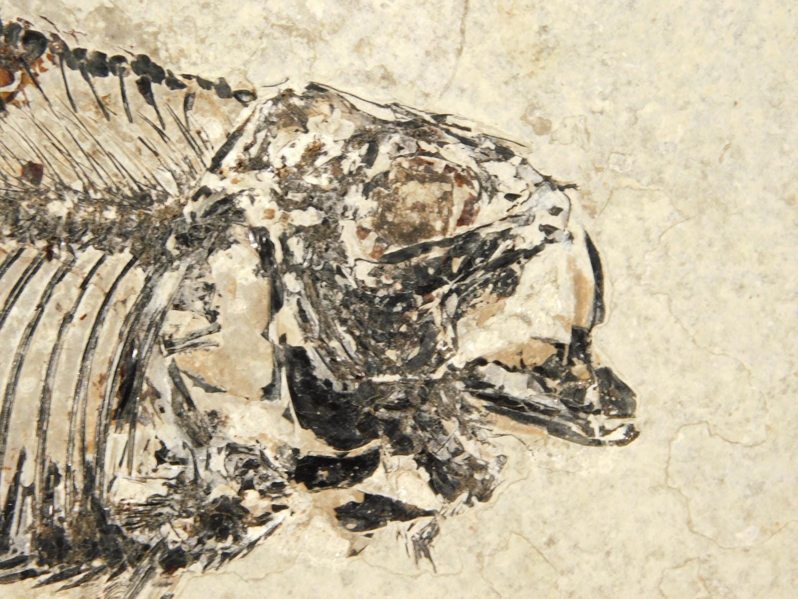 ナイティア　化石 極めて上質の保存状態を維持した約5000万年前のニシンの仲間