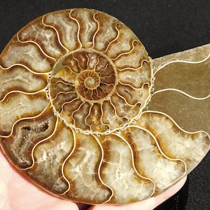 Big Split & Polished Cretaceous Era Cleoniceras AMMONITE Fossil Madagascar 274gr