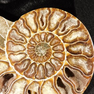 Puede incluir: Un esp&eacute;cimen de f&oacute;sil de amonita pulido que presenta una estructura de concha en espiral con c&aacute;maras onduladas intrincadas. El interior muestra una rica coloraci&oacute;n marr&oacute;n con dep&oacute;sitos minerales blancos cristalinos y transl&uacute;cidos.