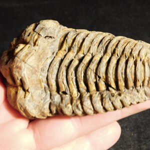 Puede incluir: Se muestra un trilobites fosilizado, un artrópodo marino prehistórico. El fósil es de color marrón claro con secciones corporales segmentadas y una superficie texturizada. El trilobites se sostiene en una mano sobre un fondo oscuro.